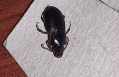 Harpalus rufipes