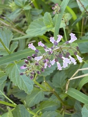 Orthosiphon suffrutescens
