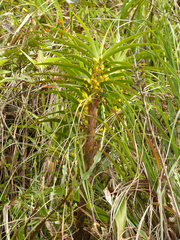Maxillaria aurea