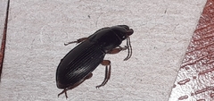 Harpalus rufipes