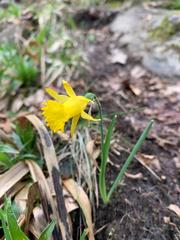 Narcissus minor asturiensis