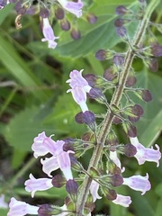 Orthosiphon suffrutescens