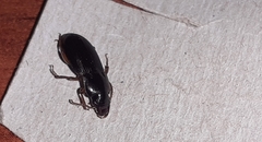Harpalus rufipes