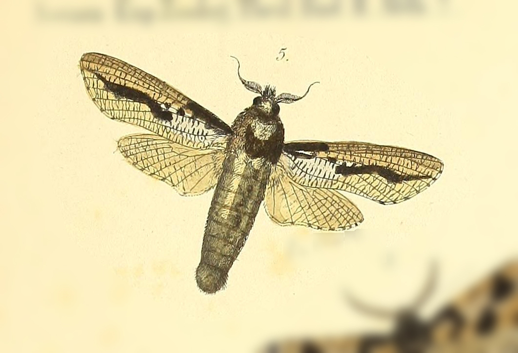 Morpheis impeditus