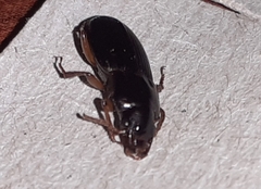 Harpalus rufipes