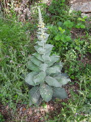 Verbascum boerhavii