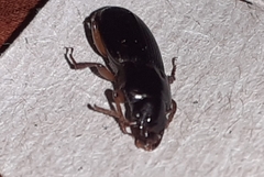 Harpalus rufipes