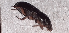 Harpalus rufipes