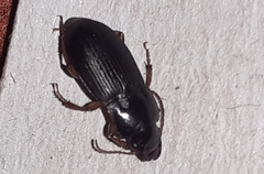 Harpalus rufipes