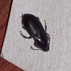 Harpalus rufipes