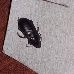 Harpalus rufipes