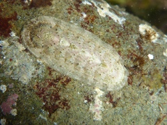 Stenoplax heathiana