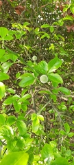 Citrus trifoliata