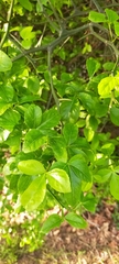 Citrus trifoliata