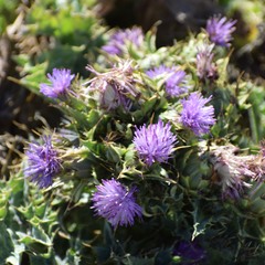 Silybum marianum