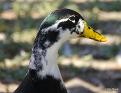 Anas platyrhynchos domesticus