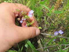 Phacelia glabra