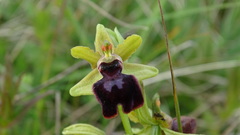 Ophrys sphegodes passionis