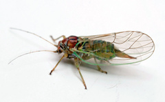 Cacopsylla pulchella