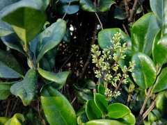 Ligustrum