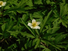 Anemonoides uralensis