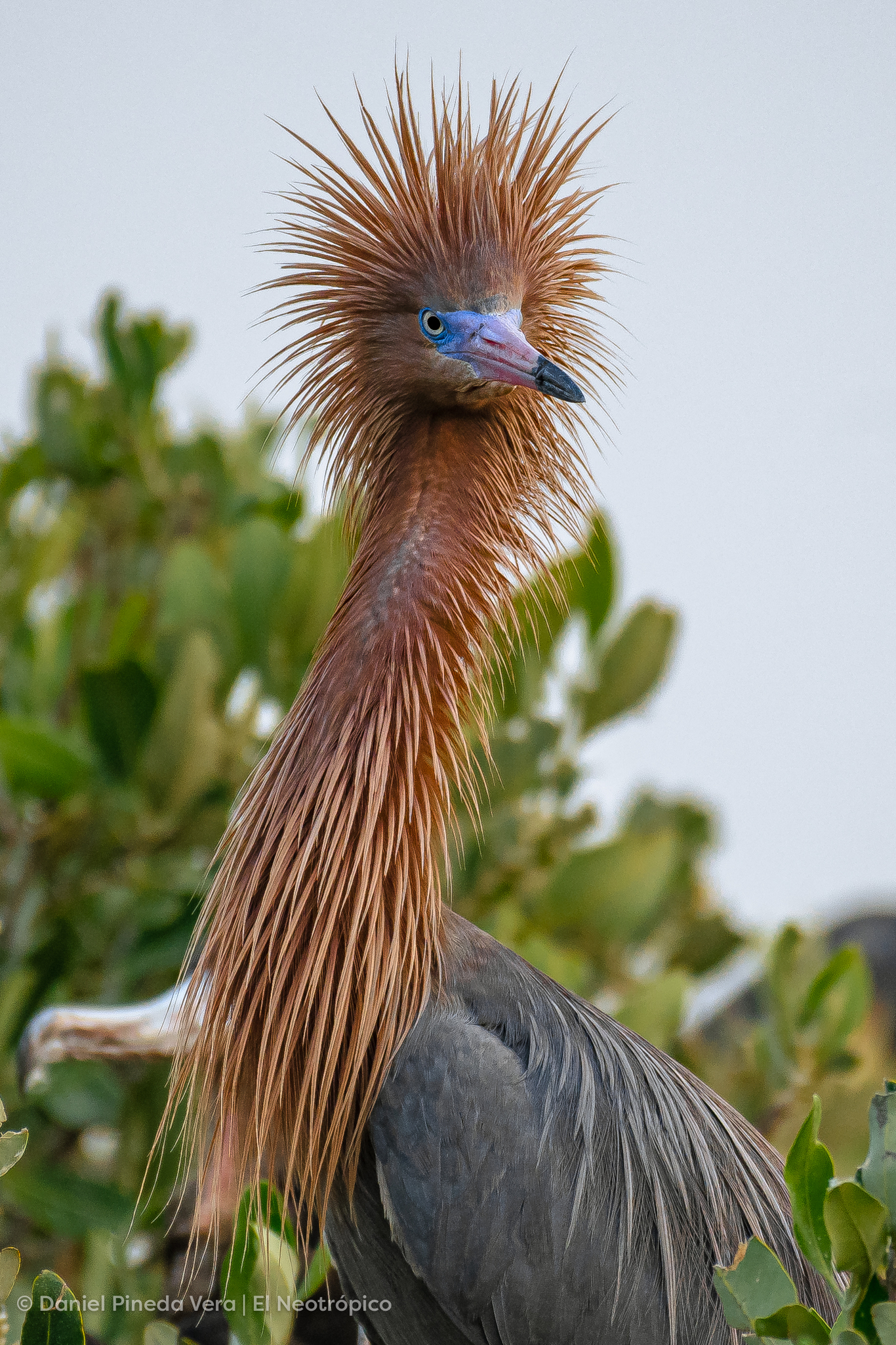 Reddish Egret (Egretta rufescens)