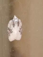 Acleris chalybeana