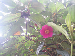 Andesanthus