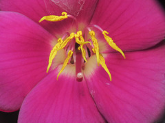 Andesanthus