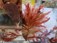 Mesophyllum lichenoides