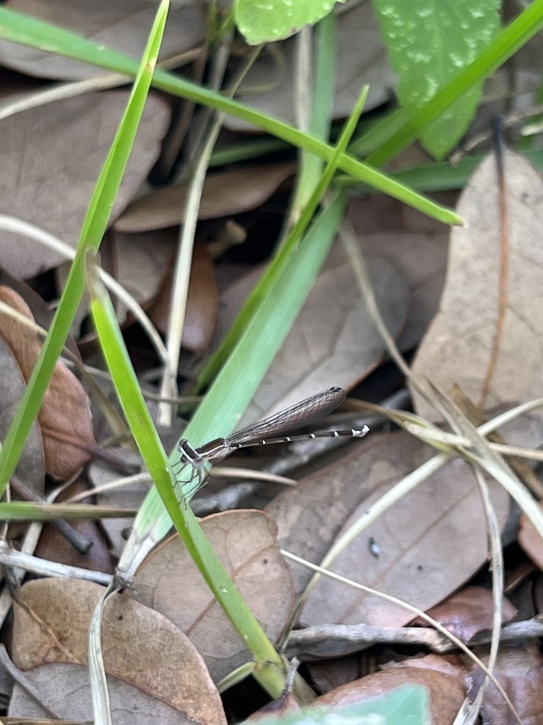 Everglades Sprite