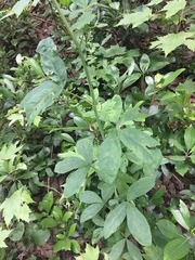 Sophoreae
