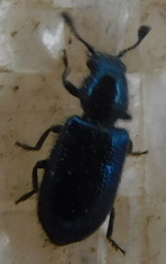 Necrobia violacea