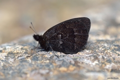 Erebia triarius