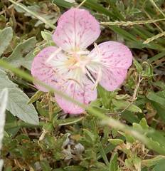 Oenothera canescens