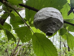 Dolichovespula arenaria