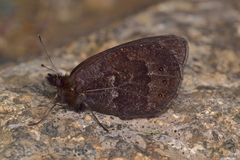 Erebia triarius