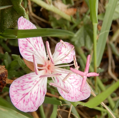 Oenothera canescens