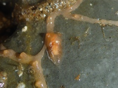 Tritonicula myrakeenae