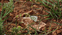 Euchloe tagis