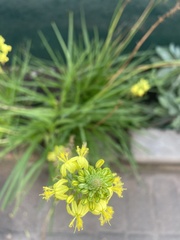 Bulbine frutescens