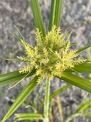 Image of Cyperus esculentus