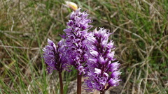 Orchis simia