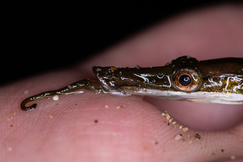 Tubenose poacher (Pallasina barbata) — Agonidae