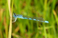 Coenagrion caerulescens