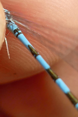Coenagrion caerulescens