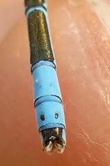 Coenagrion caerulescens