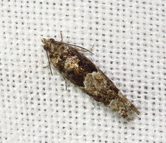 Pseudexentera maracana