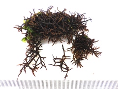 Chondracanthus acicularis