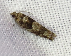 Pseudexentera maracana